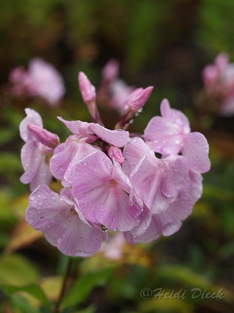 Phlox Silberlachs.JPG